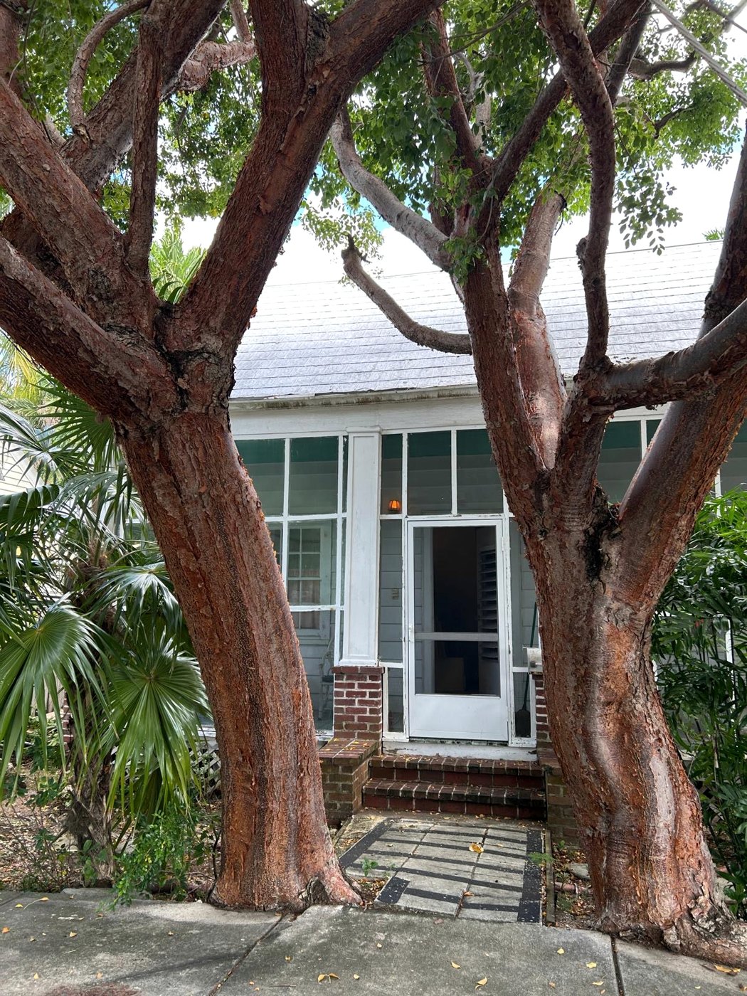 Two gumbo limbo trees with red peeling bark framing the brick steps and screen door of the studio